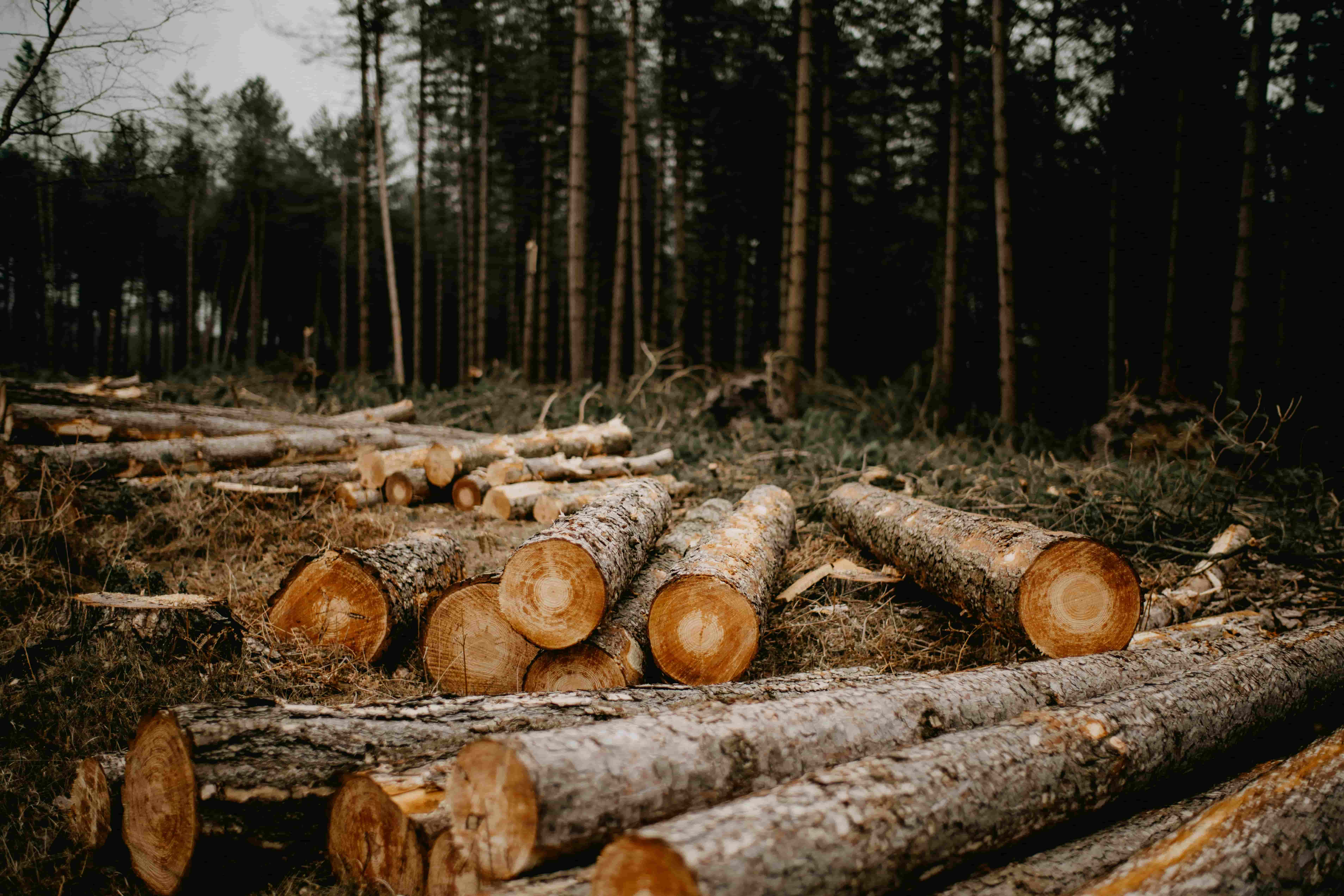 annie-spratt-VL-qqRaMFok-unsplash-min.jpg